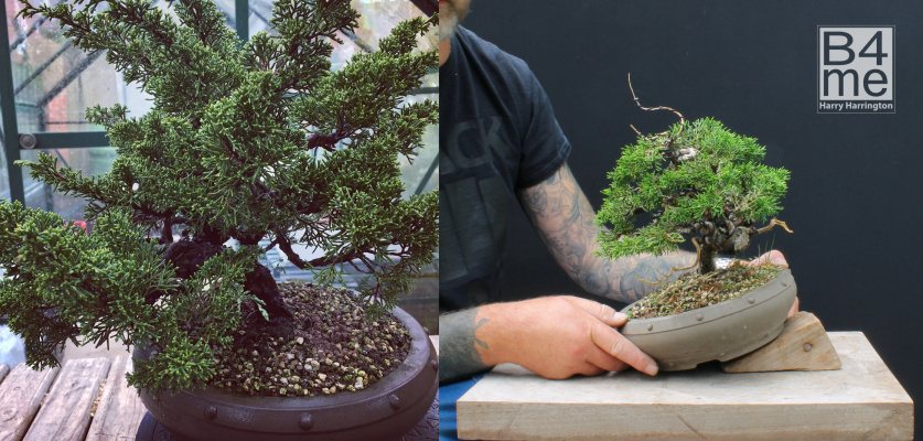 Itoigawa Chinese Juniper bonsai